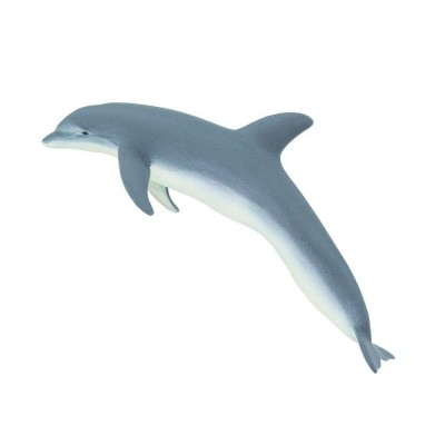SAF210802 - Delfinul cu bot gros