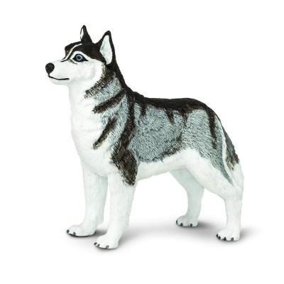 SAF255229 - Husky siberian