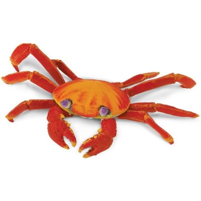 SAF261729 - Crab roșu de Galapagos