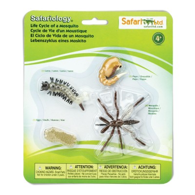 SAF662616 - Ciclul vieții la țânțar