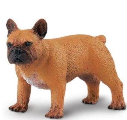 SAF254429 - Buldog francez