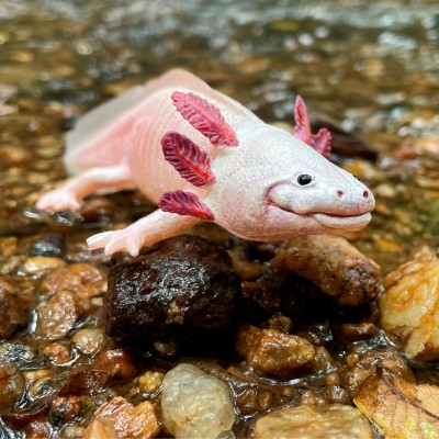SAF104650 - Axolotl
