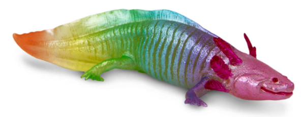SAF110487 Axolotl curcubeu