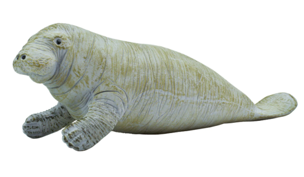SAF273929 - Lamantin