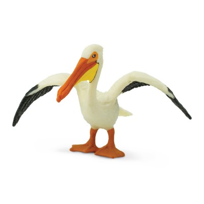 SAF241829 - Pelican