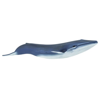 SAF223229 - Balena albastră