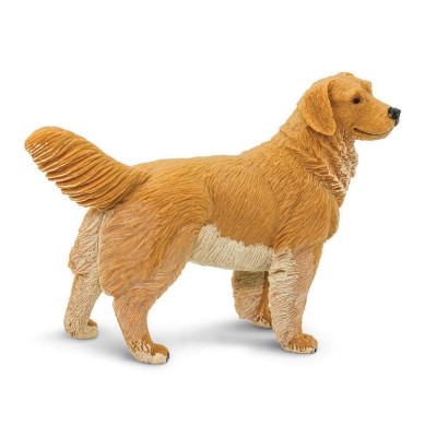 SAF253129 - Golden Retriever