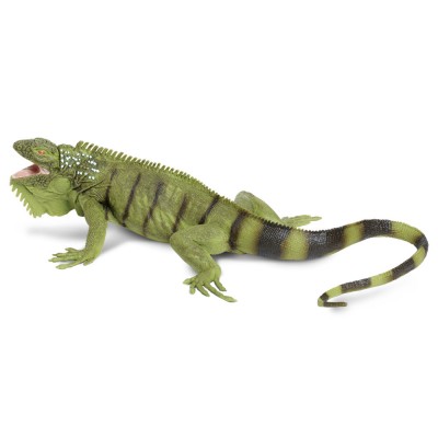 SAF267729 - Iguana