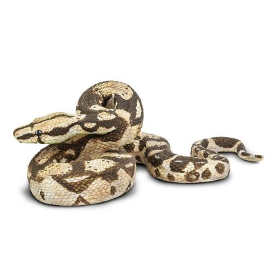 SAF266529 - Boa constrictor