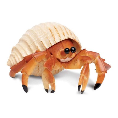 SAF267529 - Crab-eremit
