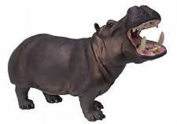 SAF111889 - Hipopotam