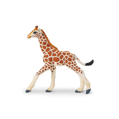 SAF268529 - Pui de girafă somaleză