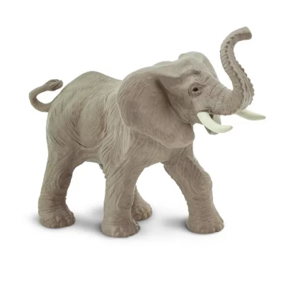 SAF238429 - Elefant african
