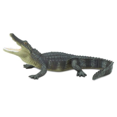 SAF276429 - Aligator american