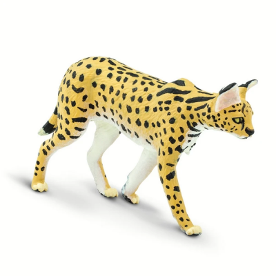 SAF100237 - Serval