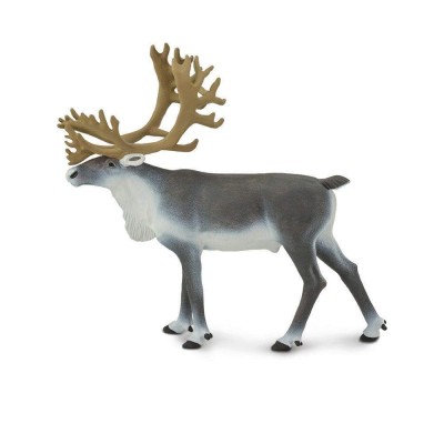 SAF182229 - Caribou 