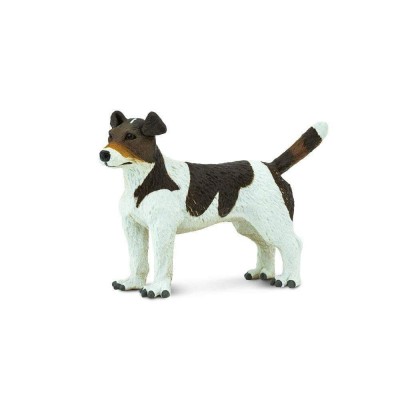 SAF254229 - Jack Russell Terrier