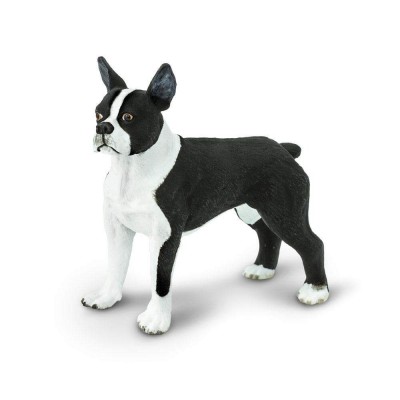 SAF255029 - Boston Terrier