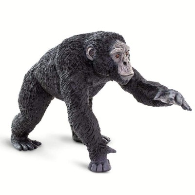 SAF100302 - Cimpanzeu