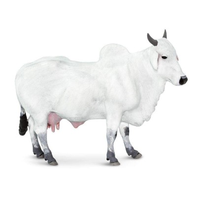 SAF100150 - Vacă Ongole