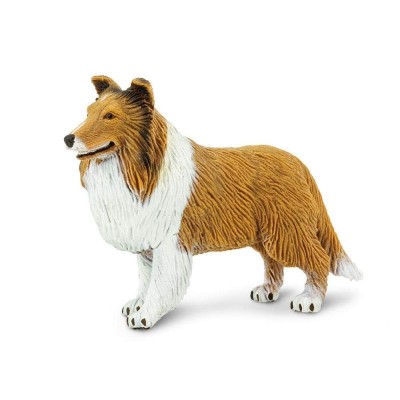 SAF239329 - Collie